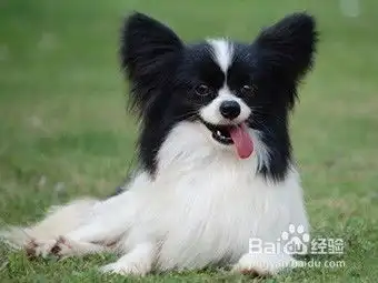怎么让狗狗学会卧倒
