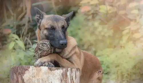 镜头下,德国牧羊犬ingo和猫头鹰poldi,令人羡慕的友谊32张
