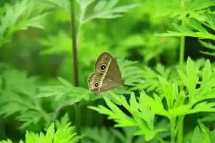 冬病夏治的标配艾叶泡脚红糖姜汤

