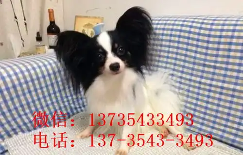 长沙宠物狗狗犬舍出售蝴蝶犬哪里有买狗卖狗市场
