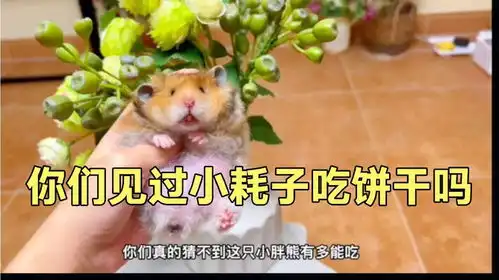 小耗子吃饼干,不停的吧唧嘴哈哈
