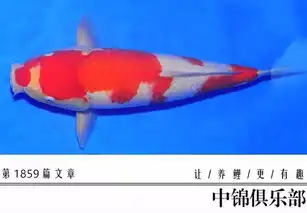 新进小鱼到家,这些正确操作你都会了么
