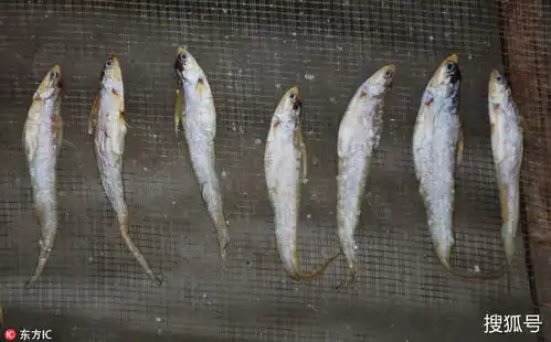 鄱阳湖迎丰收季渔民忙晒鱼干密密麻麻太壮观
