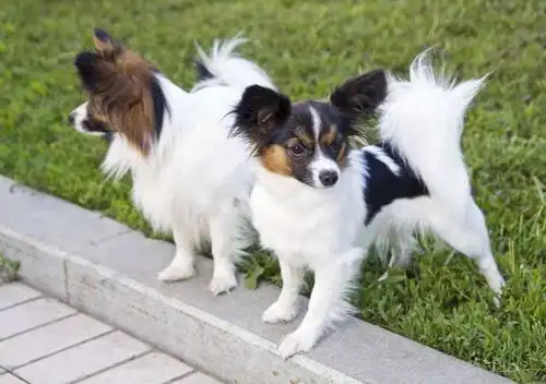 曾经备受宠爱的蝴蝶犬,漂亮又高贵,为什么现在却失宠了呢
