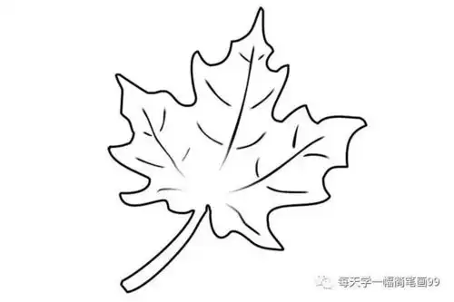 每天学一幅简笔画枫叶树叶简笔画图片素材大全
