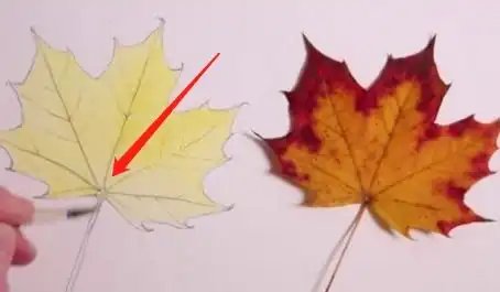 枫叶的颜色水粉怎么调
