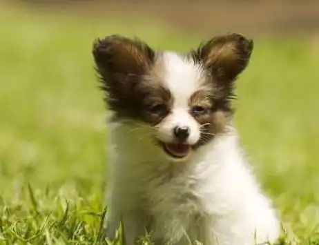 狗的简笔画蝴蝶犬