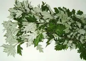 祛湿气降火气薏仁绿豆不可少

