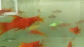 一早起来,鱼缸里出现了第五批鱼仔,高产的孔雀鱼啊最近一些小鱼患上小瓜虫白点病,升温多换水治理一下
