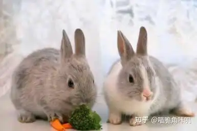 养兔经验小兔子能吃什么小兔子可以吃什么食物
