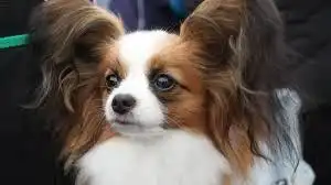 蝴蝶犬跟蝴蝶有关系吗蝴蝶犬这种狗狗,会容易养吗
