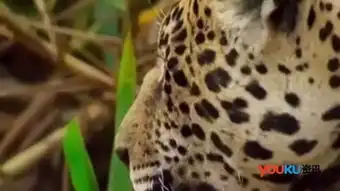 美洲豹鳄鱼
