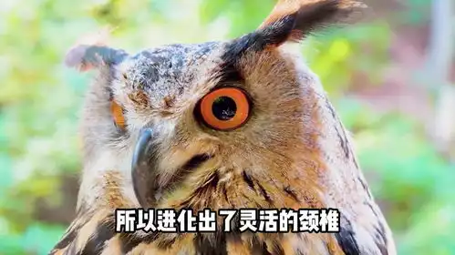 俗语不怕猫头鹰哭,就怕猫头鹰笑,这是为什么,猫头鹰笑会怎样
