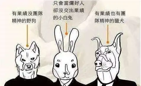坚决清退小白兔员工用人机制不完善,狼群就会变成兔子窝
