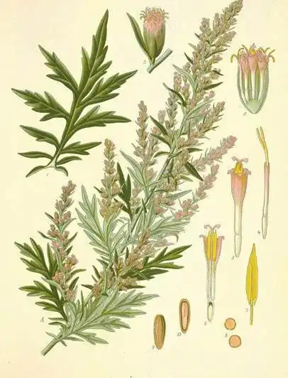 艾草充满安全感的植物
