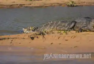巴西上演美洲豹大战鳄鱼鳄鱼战败遭猎杀
