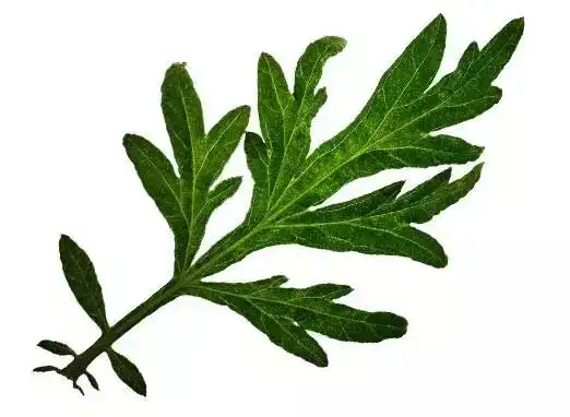 家有三年艾,郎中不用来,原来艾草这么牛
