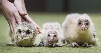 稀有猫头鹰四胞胎十分稀有呆萌可爱
