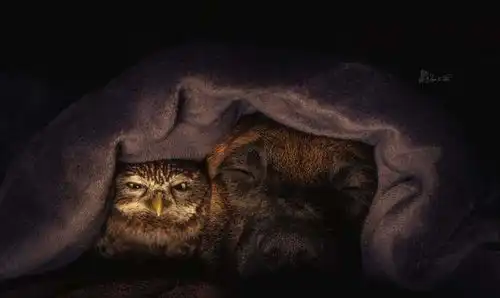 这世道乱了,狗狗居然和猫头鹰幸福的生活在了一起
