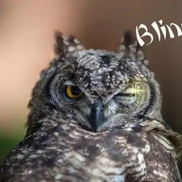 全站相册标签猫头鹰
