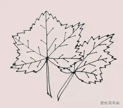 枫叶简笔画
