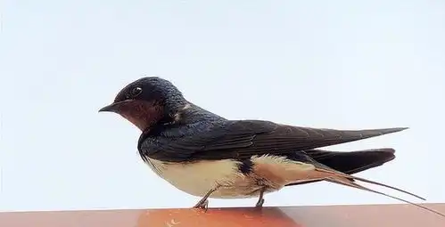 燕子是什么颜色呢
