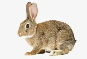 小灰兔
