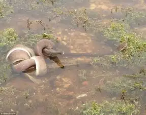 震撼巨蟒吞食近2米长鳄鱼
