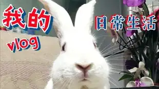 小兔子教你水果牛奶果冻的正确做法,qq弹弹入口即化,方法简单
