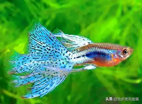 可爱小鱼动画教程今日头条
