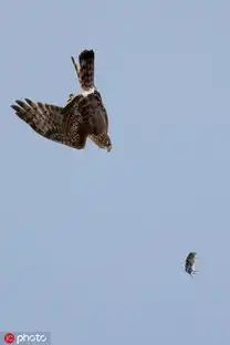 美国白尾鹞和猫头鹰为抢食展开空中大战
