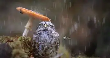 德国生态摄影师tanjabrand拍到宠物猫头鹰在蘑菇下躲雨
