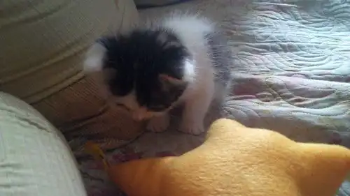 大家给我哥养的猫起个名字呗在线等挺急的
