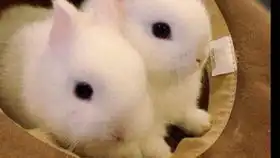 怀中熟睡的小奶兔6
