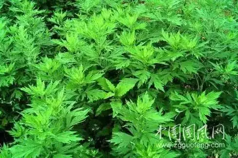 小雨丝323五月艾草文陈金茂
