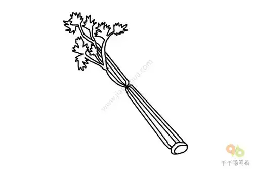 芹菜简笔画
