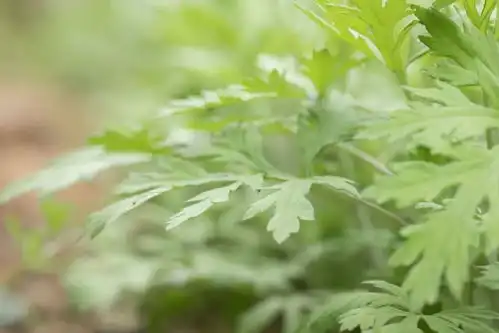 中伏已过半,排寒湿最佳时机仅剩19天,3招让你事半功倍

