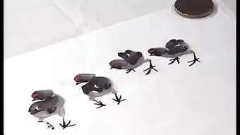 燕子的画法
