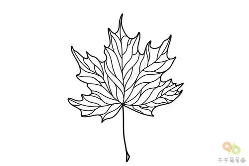 枫叶简笔画
