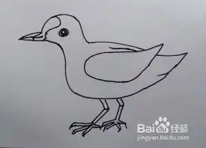 简笔画水鸡
