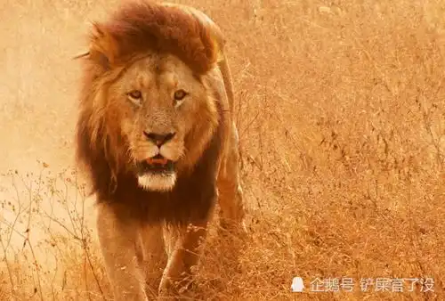 银背大猩猩和狮子打架,谁会先倒下研究人员给出答案
