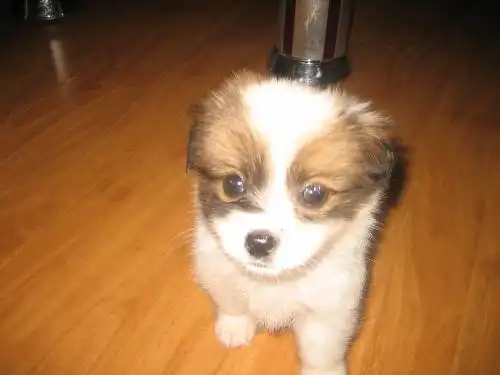 这只狗蝴蝶犬吗
