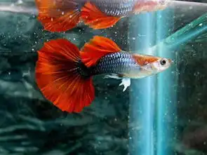 这种小鱼是什么鱼
