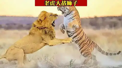 狮子大战老虎
