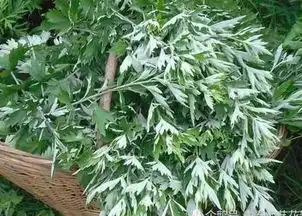 艾叶加一物,可治腰间盘突出,一周后不疼了非常实用
