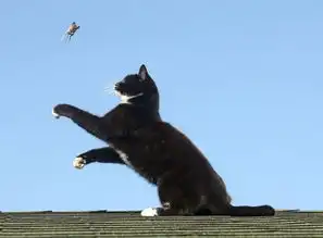 猫和老鼠现实版猫咪逆袭老鼠被猫戏弄
