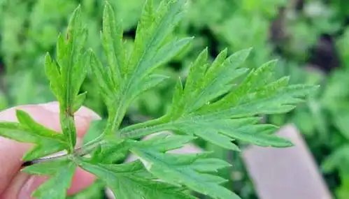 宫寒的女人每天睡觉前,用艾草敷在肚脐眼处,4个好处不请自来
