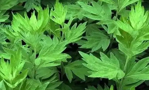 艾草水能不能和醋在一起
