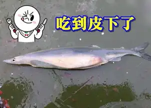 江苏银鱼腹中透视有一条凤尾鱼
