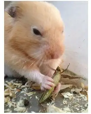 你以为小老鼠不挑食吗吃东西也是很讲究的
